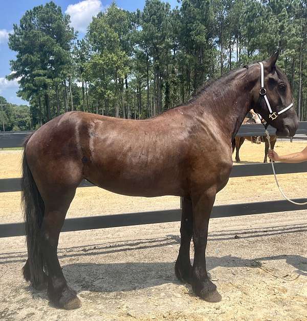 black-friesian-mare