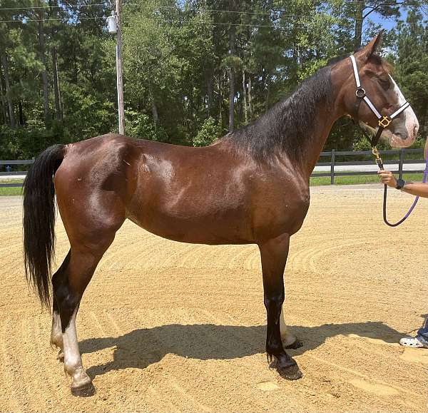 bay-saddlebred-mare