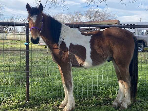 tobiano-horse