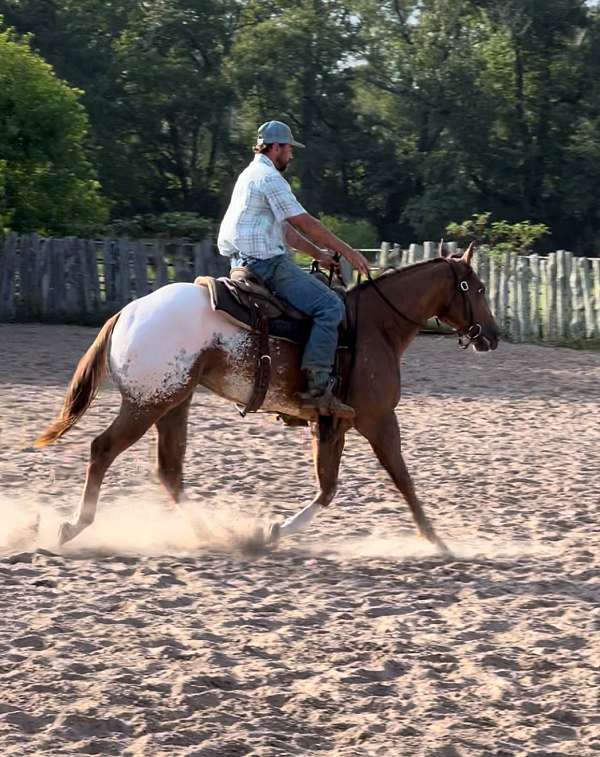 chestnut-3-white-legs-horse