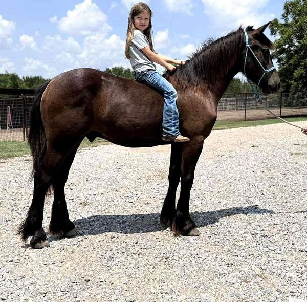 all-gypsy-vanner-pony