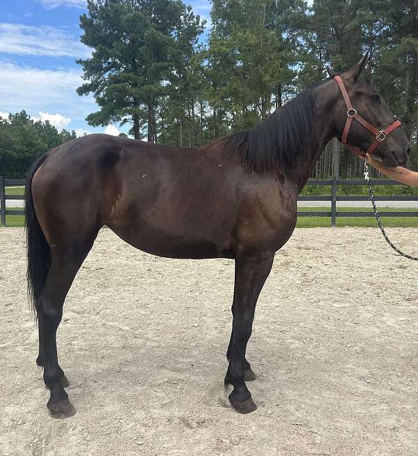 black-draft-gelding