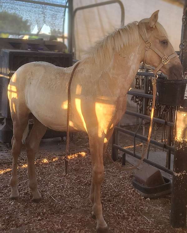 performance-show-andalusian-palomino-horse