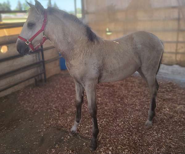 andalusian-filly