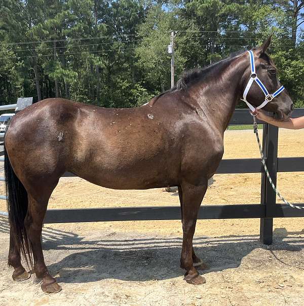 beginner-appaloosa-percheron-horse