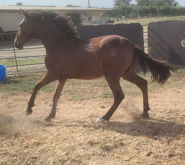 double-registered-show-andalusian-horse