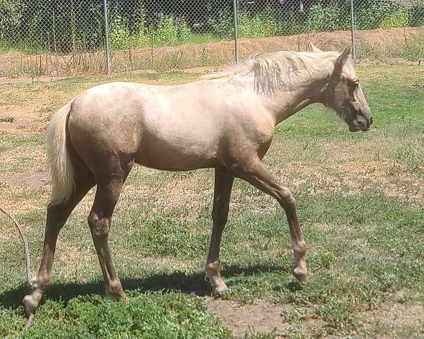 andalusian-filly