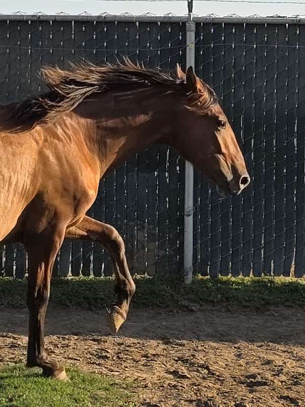 cream-palomino-andalusian-horse