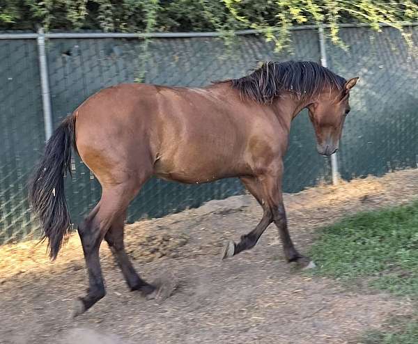cream-palomino-horse