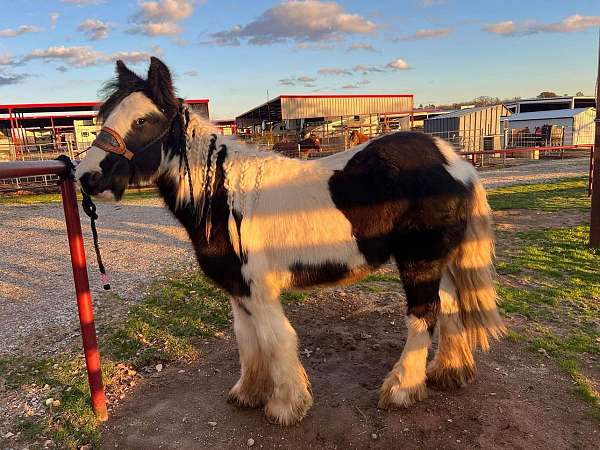 keen-gypsy-vanner-horse