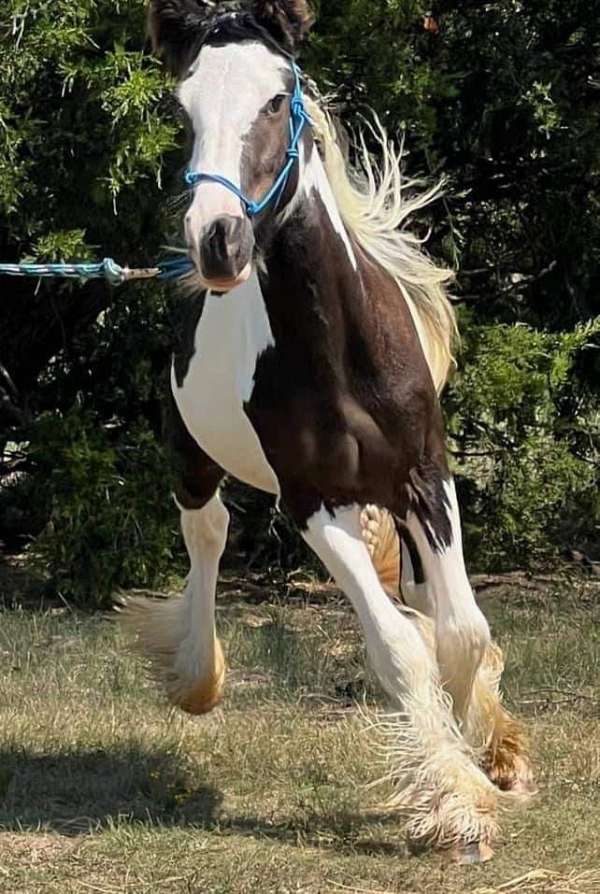 keen-gypsy-vanner-horse