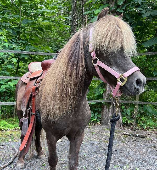 miniature-horse