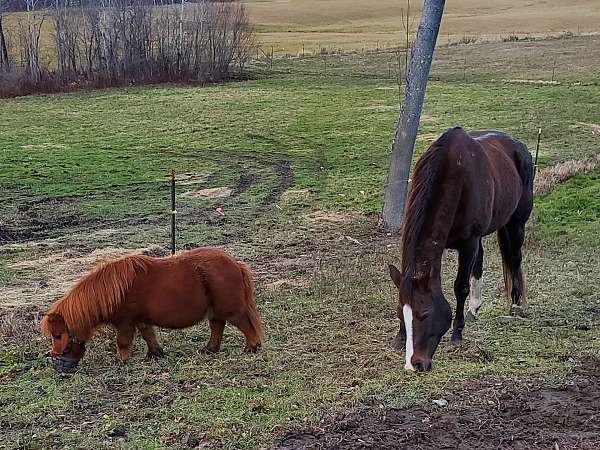 english-pleasure-trail-riding-spanish-jennet-horse