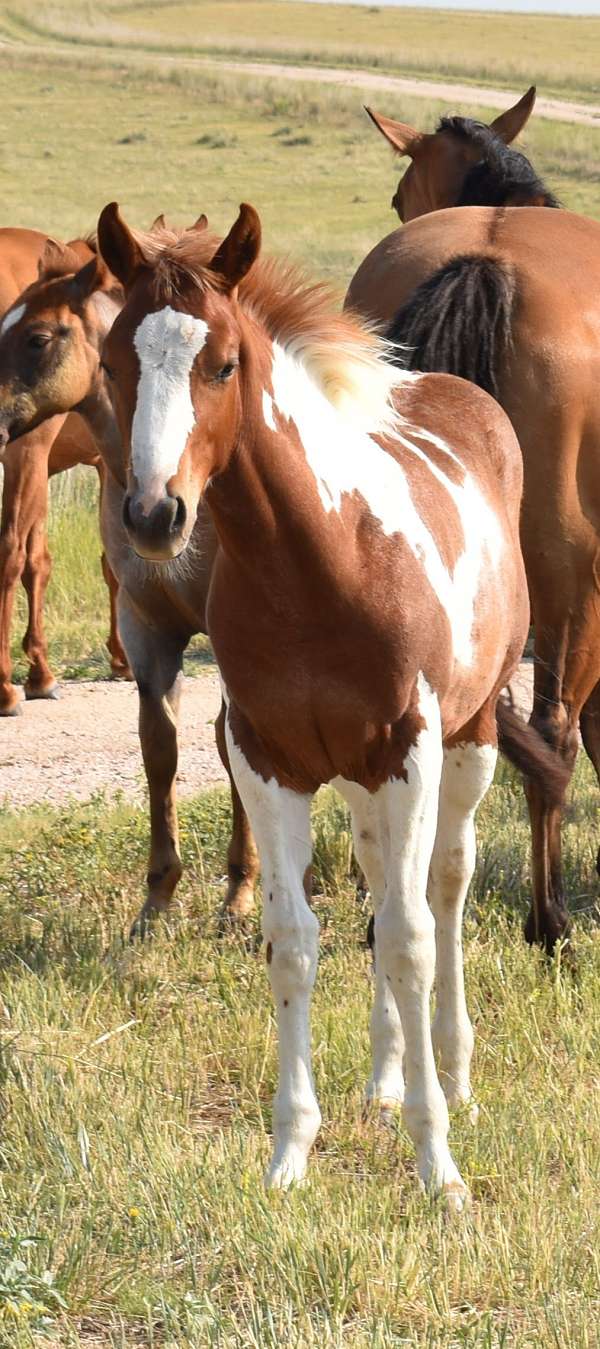 paint-quarter-horse-filly-foal