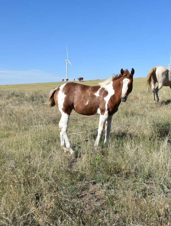 ranch-paint-horse