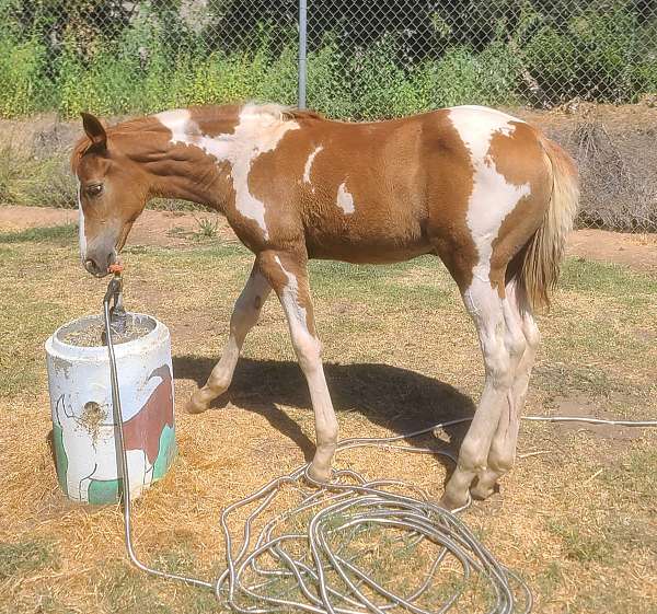 grey-azteca-filly