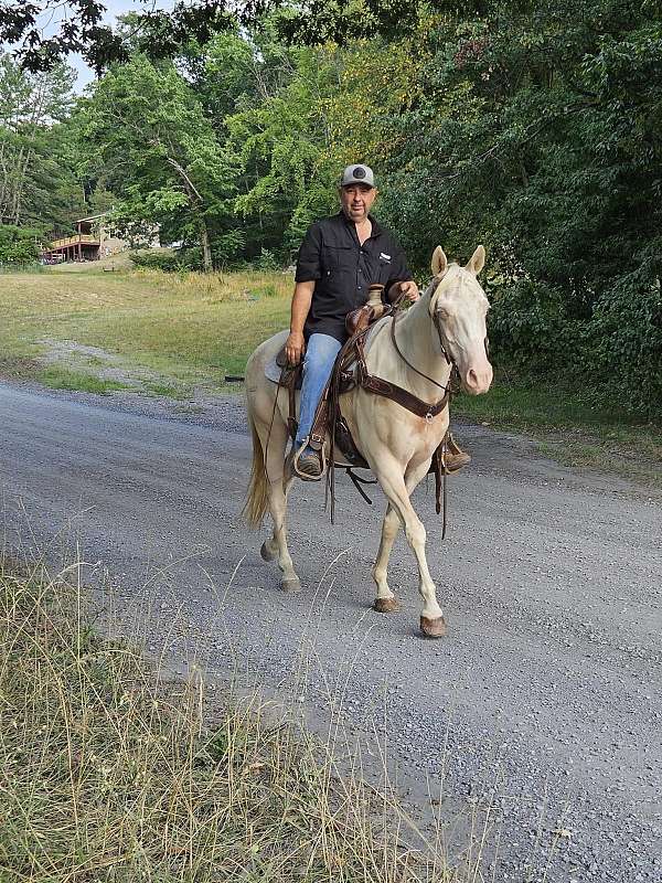 cremello-working-cattle-pony