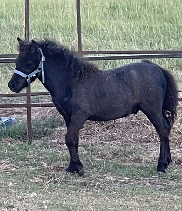 athletic-miniature-horse