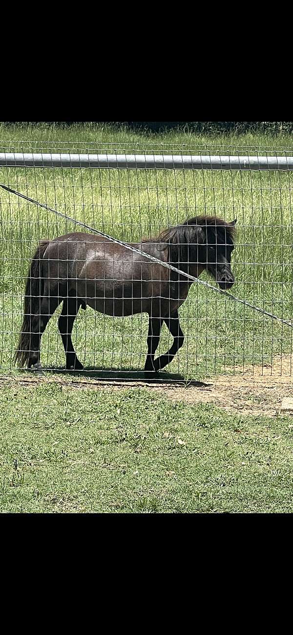 beginner-miniature-horse