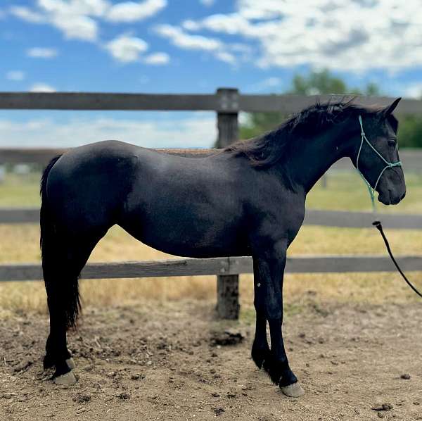 friesian-horse