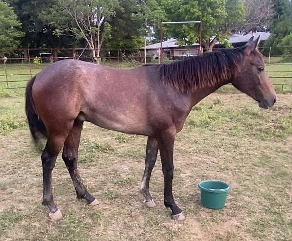 blue-roan-half-arabian-colt