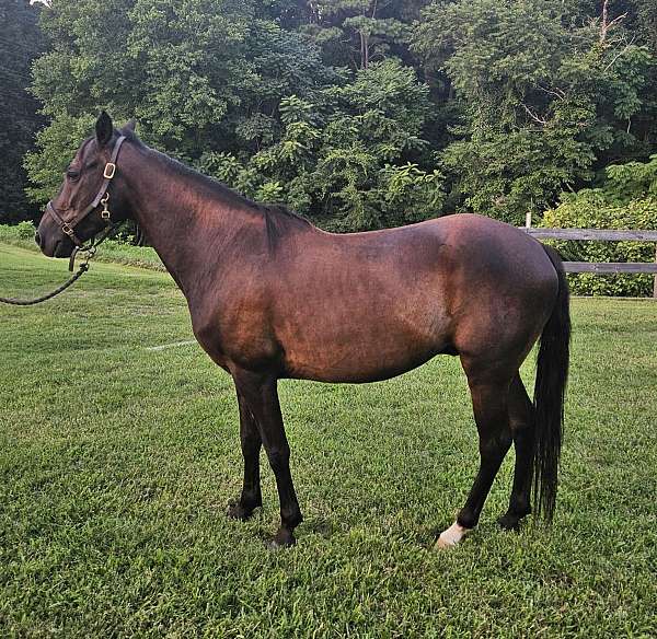 good-ground-manners-paso-fino-horse