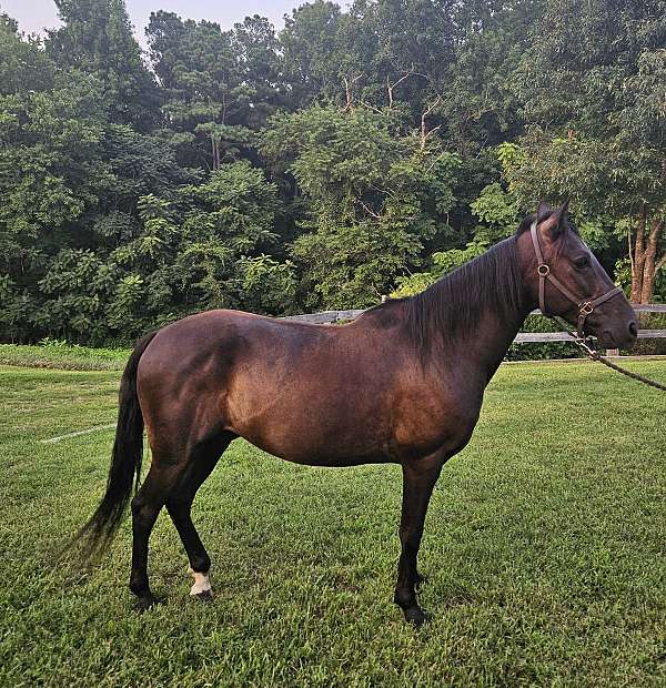 great-on-the-trails-paso-fino-horse