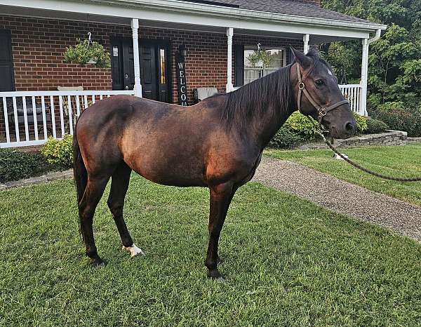 grooming-paso-fino-horse