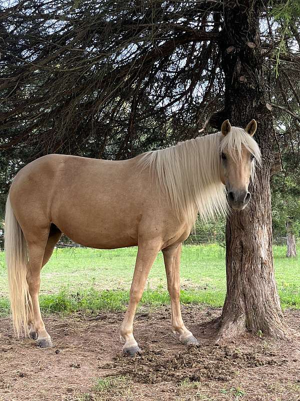 pony-missouri-fox-trotter