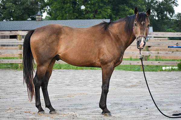 quarter-horse-gelding