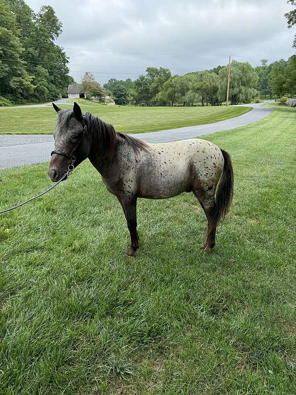 miniature-appaloosa-colt