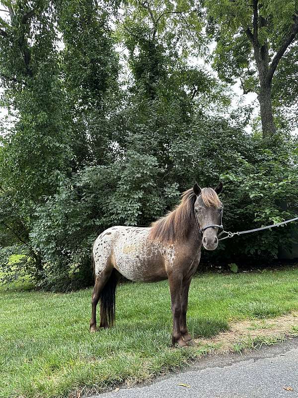 affordable-appaloosa-horse