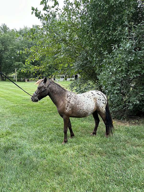 all-appaloosa-horse