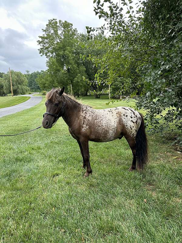 amha-appaloosa-horse