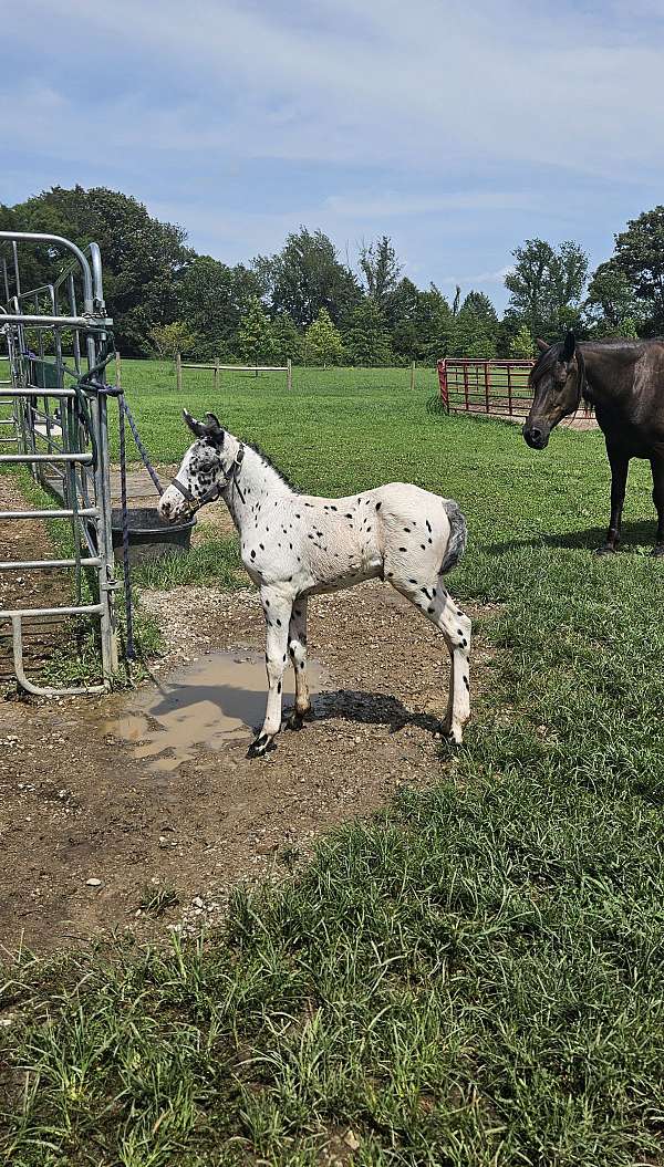 appaloosa-colt