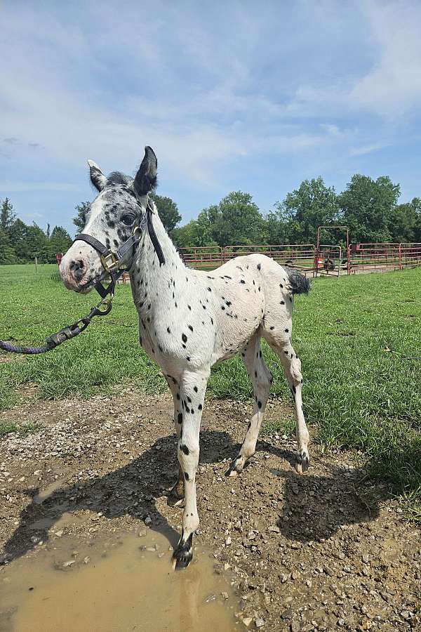 appaloosa-horse