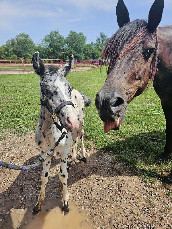 appaloosa-horse-for-sale