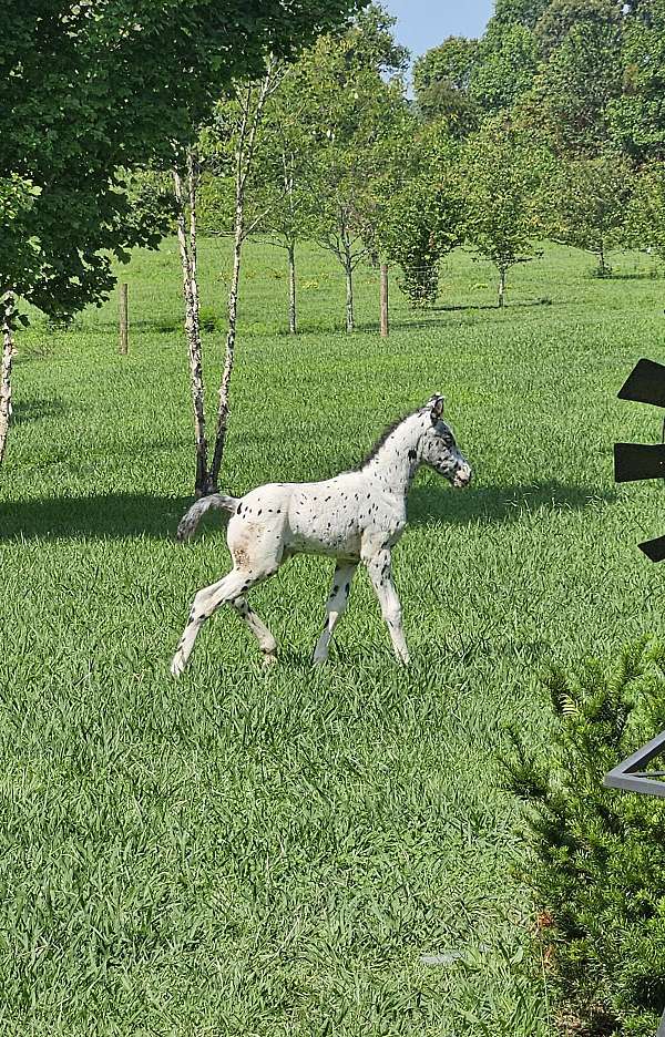 appaloosa