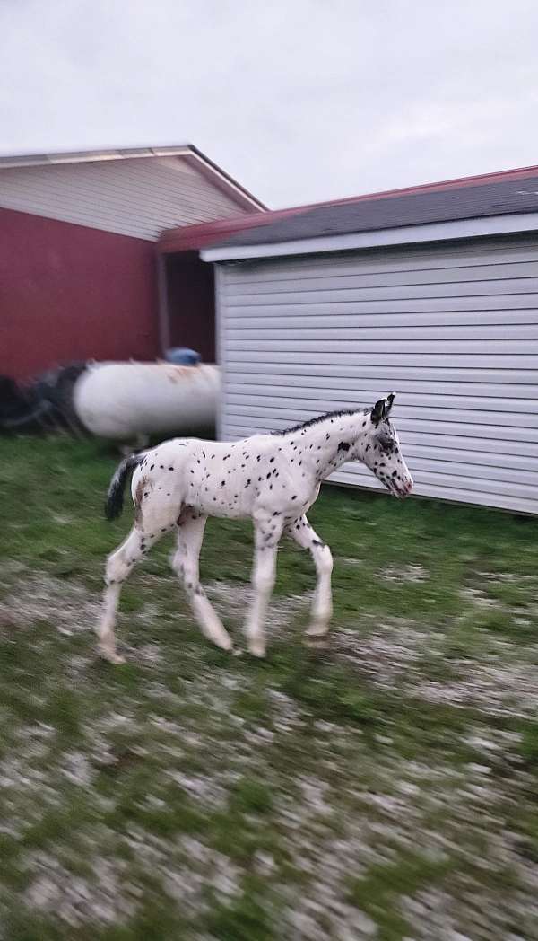 foundation-appaloosa-horse