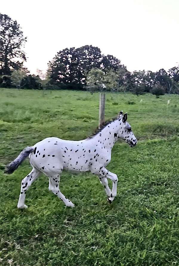 appaloosa-colt