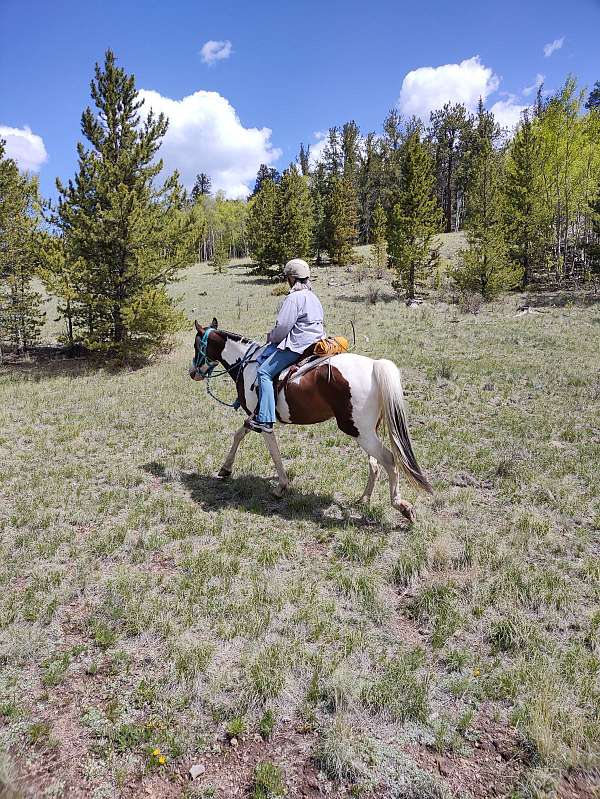 tennessee-walking-mare