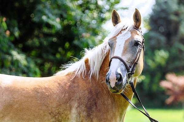 palomino-see-pics-pony