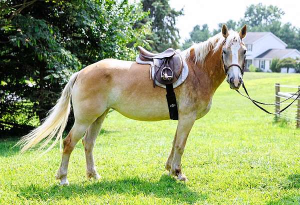 flashy-haflinger-pony