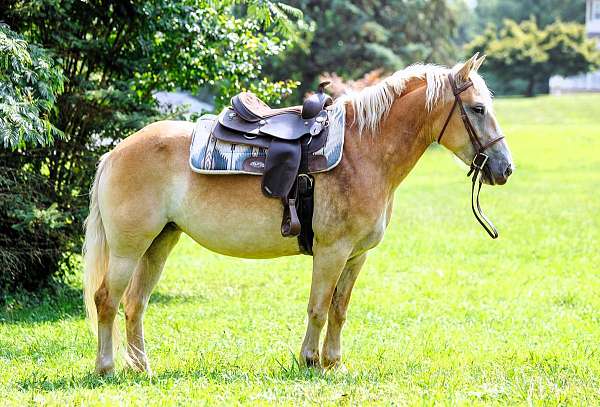 family-haflinger-pony