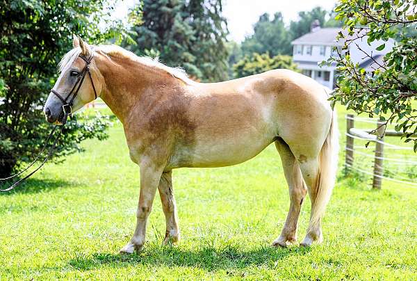 trail-haflinger-pony