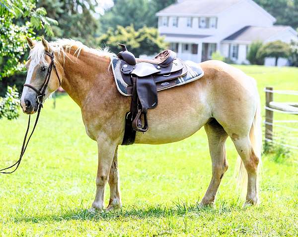 husband-safe-haflinger-pony