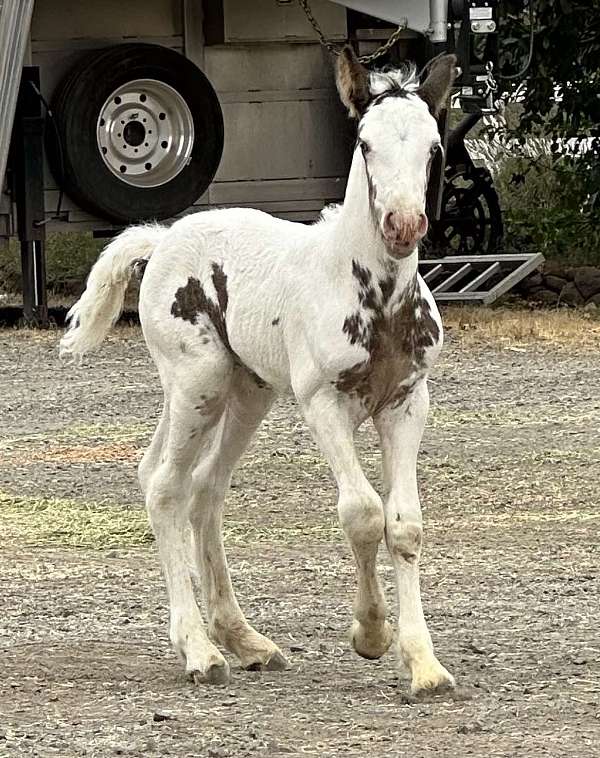 roan-palomino-filly-mare