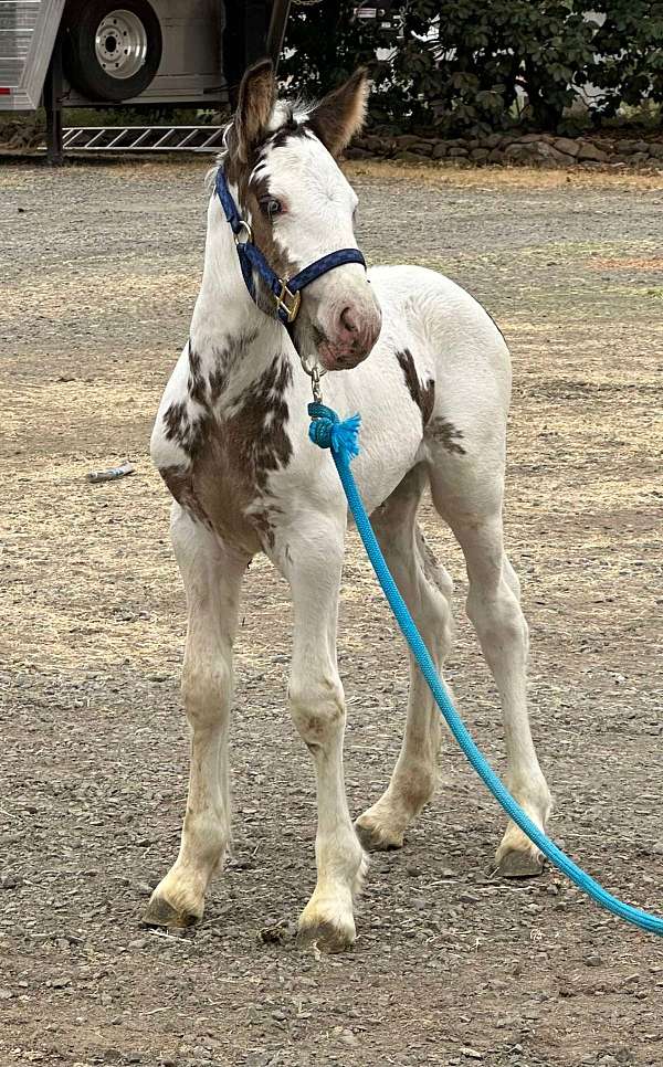 price-reduced-gypsy-vanner-horse