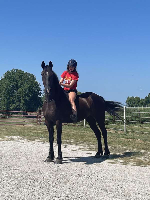 kid-safe-friesian-quarter-horse