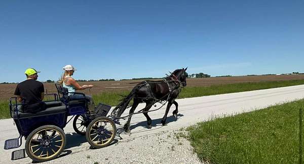 friesian-horse-for-sale